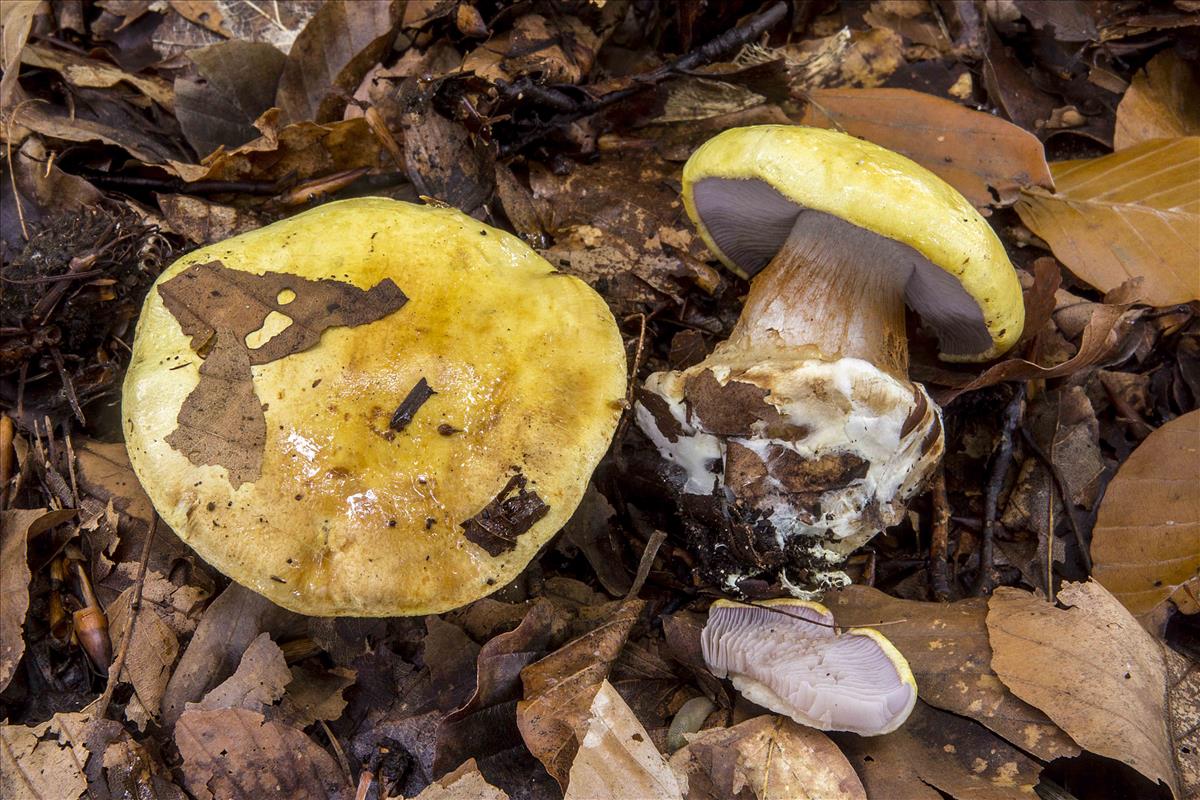 Cortinarius callochrous (door Nico Dam)