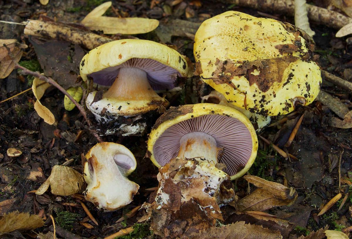 Cortinarius callochrous (door Peter Verstraeten)