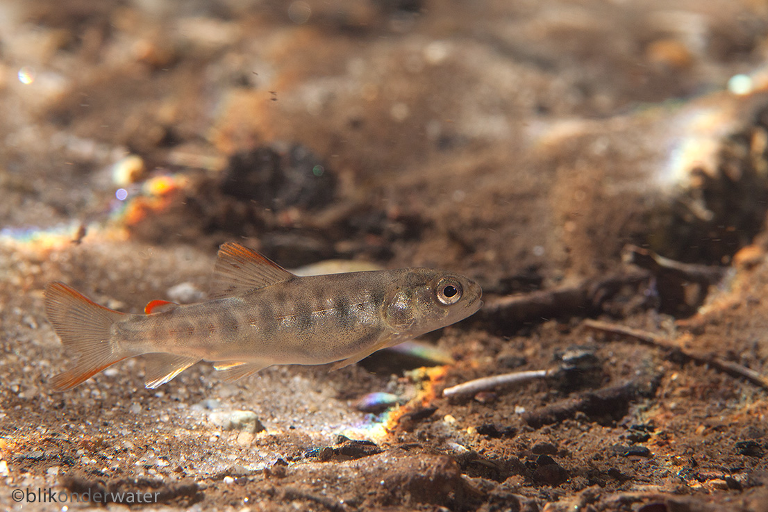 Salmo trutta (door blikonderwater)