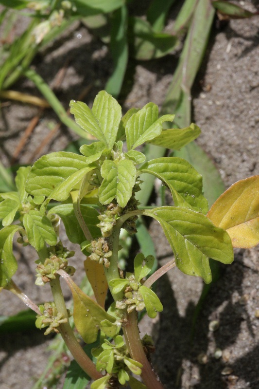 Amaranthus blitum subsp. emarginatus (door Rutger Barendse)