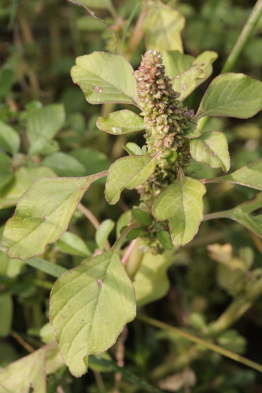 Amaranthus blitum subsp. blitum (door Rutger Barendse)