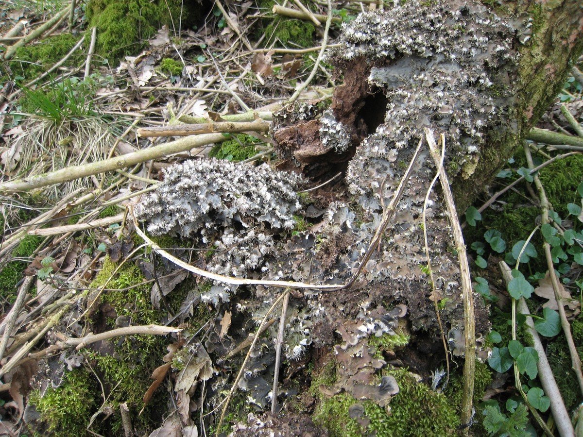 Peltigera praetextata (door Marcel Schrijvers)