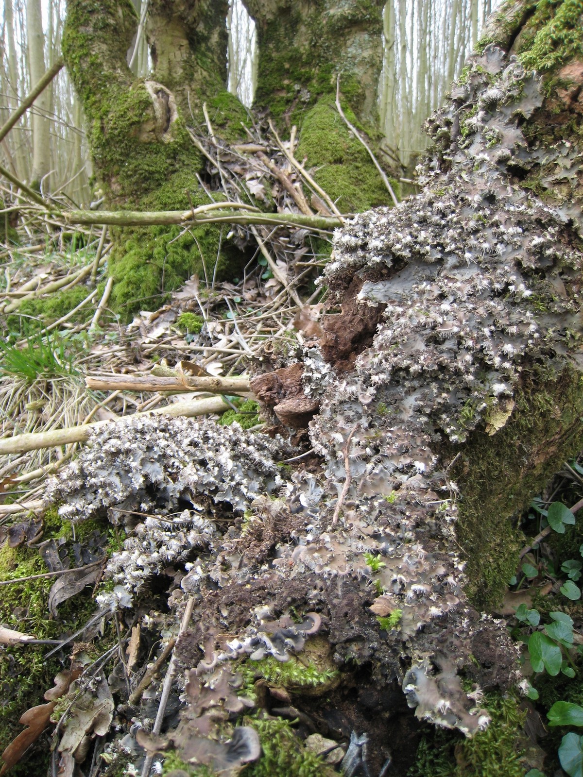 Peltigera praetextata (door Marcel Schrijvers)