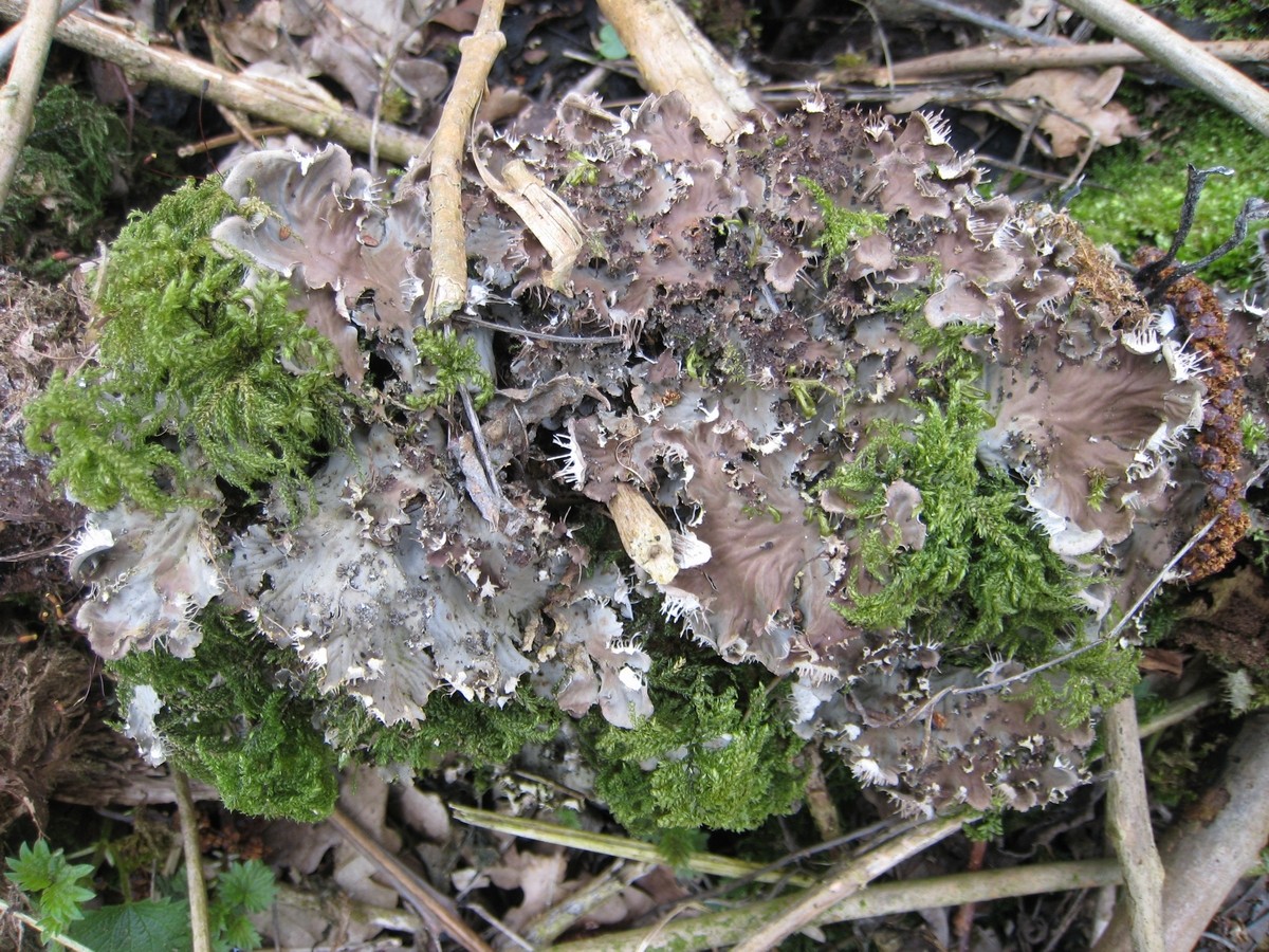 Peltigera praetextata (door Marcel Schrijvers)