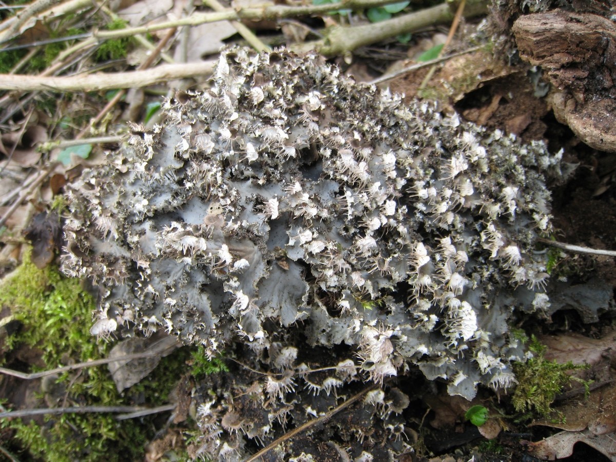 Peltigera praetextata (door Marcel Schrijvers)