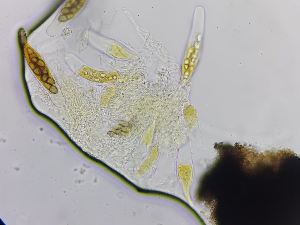 Kirschsteiniothelia atra (door Lukas Verboom)