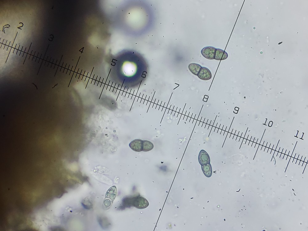 Kirschsteiniothelia atra (door Lukas Verboom)