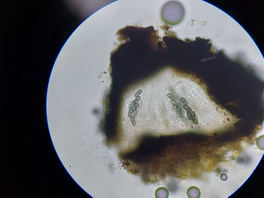 Kirschsteiniothelia atra (door Lukas Verboom)