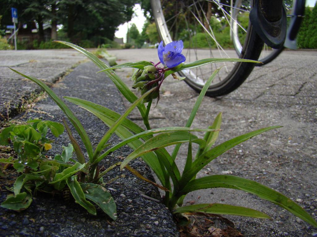 Tradescantia virginiana (door Joop Verburg)