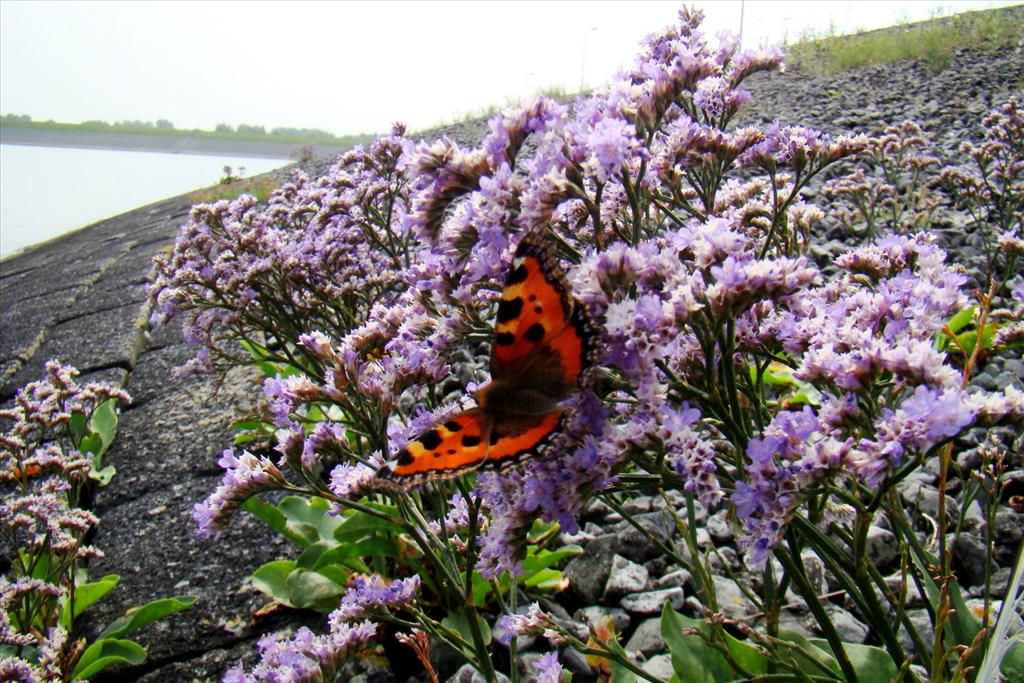 Limonium vulgare (door Joop Verburg)