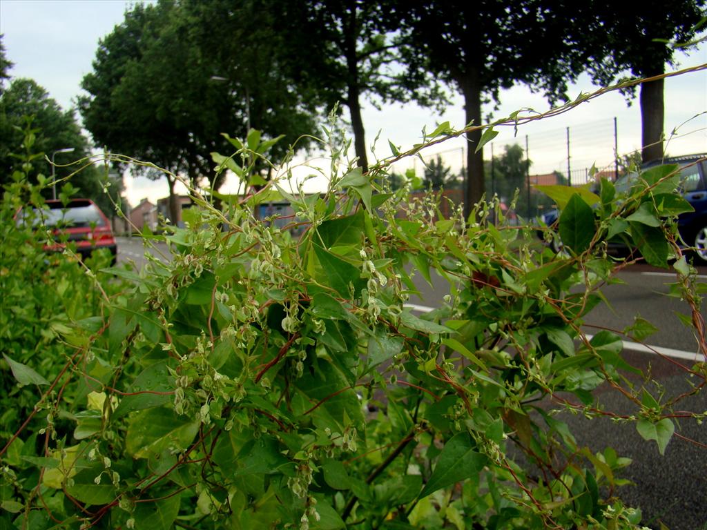 Fallopia dumetorum (door Joop Verburg)