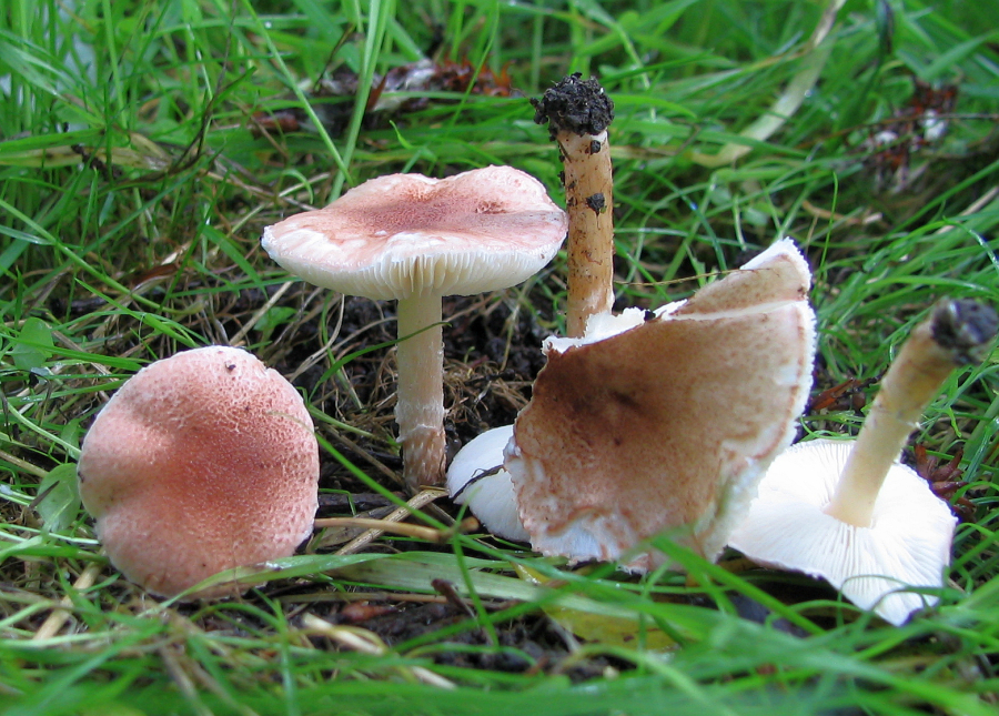 Lepiota subincarnata (door Paul Coene)