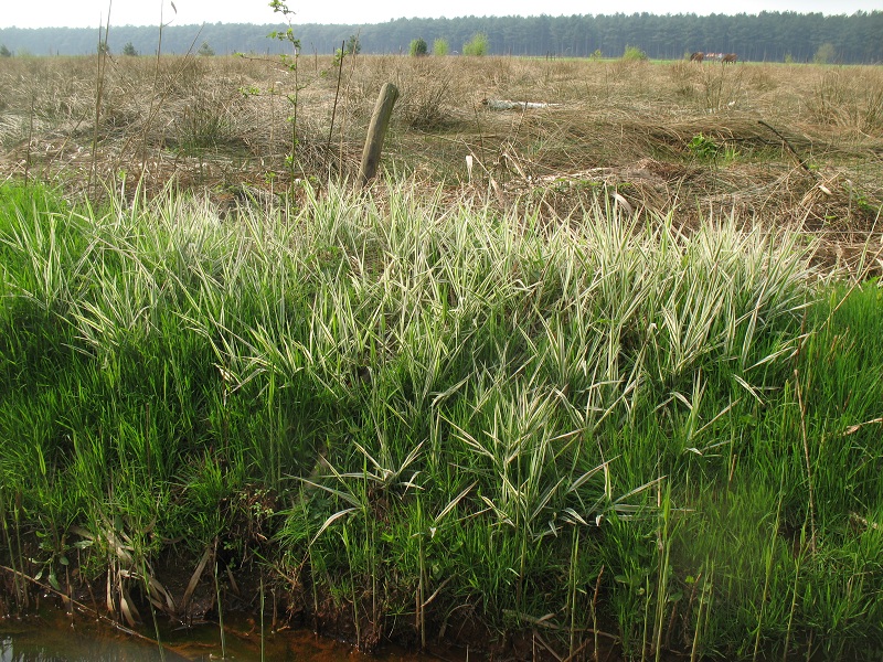 Phalaris arundinacea 'Picta' (door Rutger Barendse)