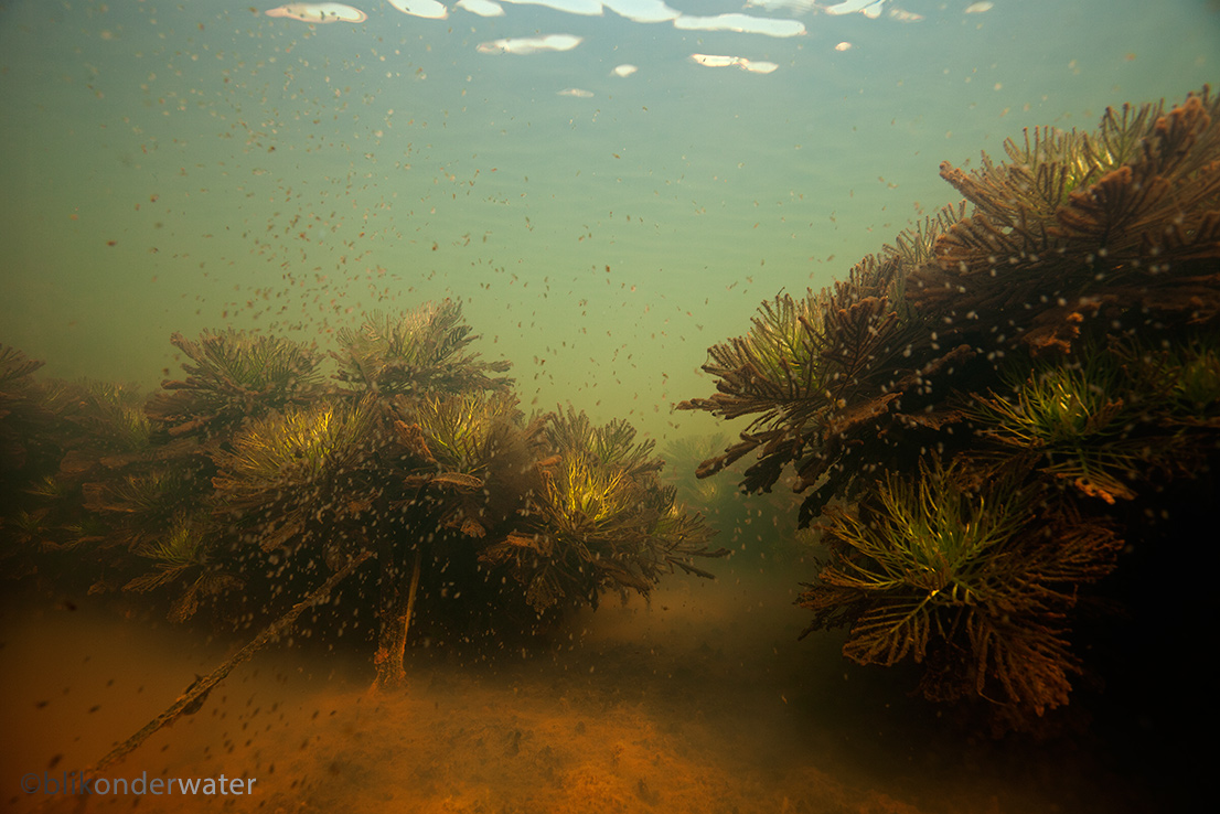 Hottonia palustris (door blikonderwater)