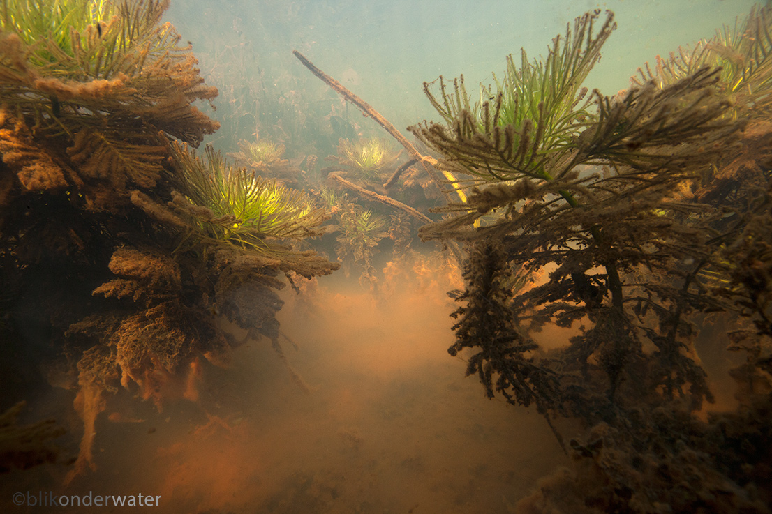 Hottonia palustris (door blikonderwater)