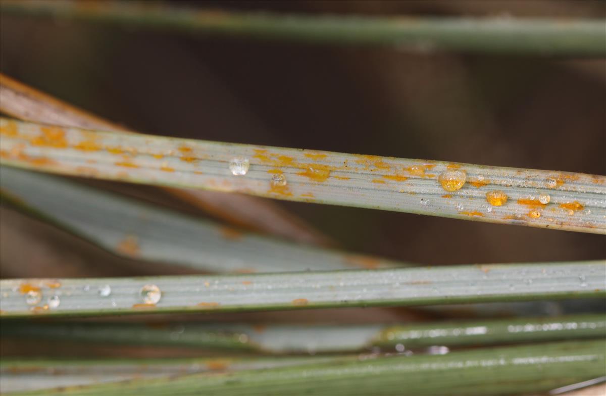 Puccinia elymi (door Niels Kimpel)