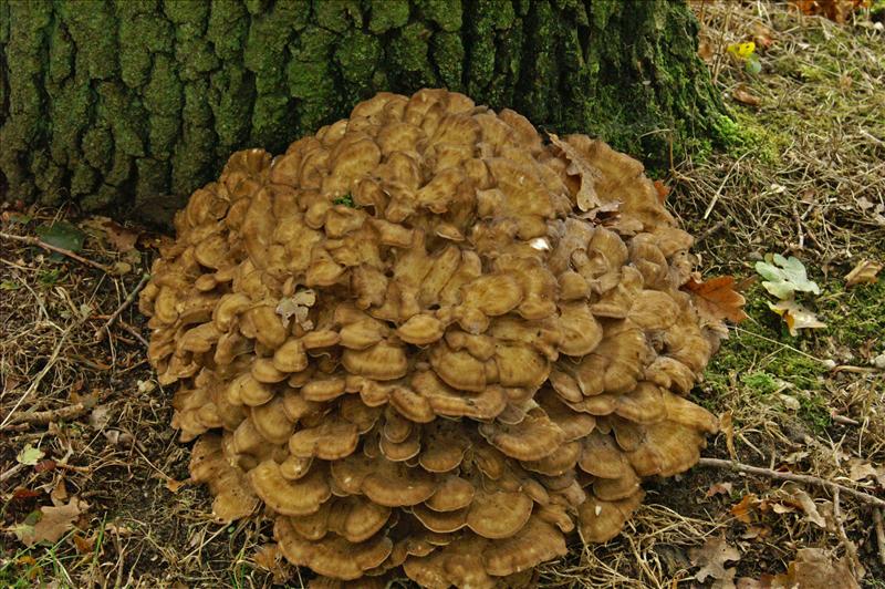 Grifola frondosa (door Hannie Wijers)