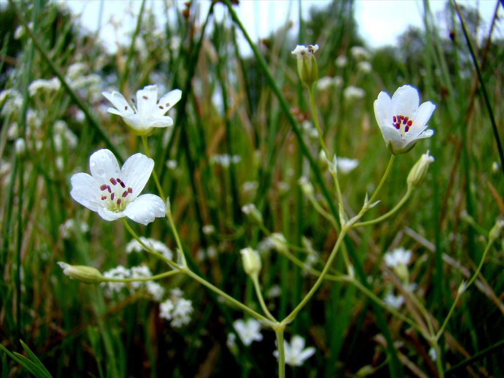 Stellaria palustris (door Joop Verburg)