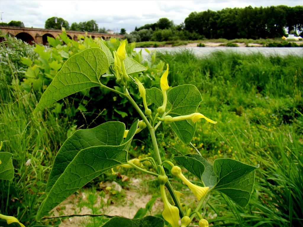 Aristolochia clematitis (door Joop Verburg)