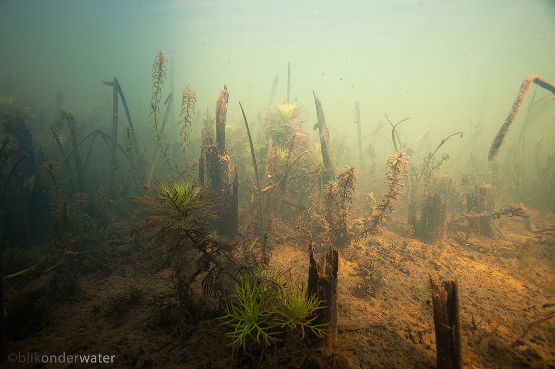 Hottonia palustris (door blikonderwater)