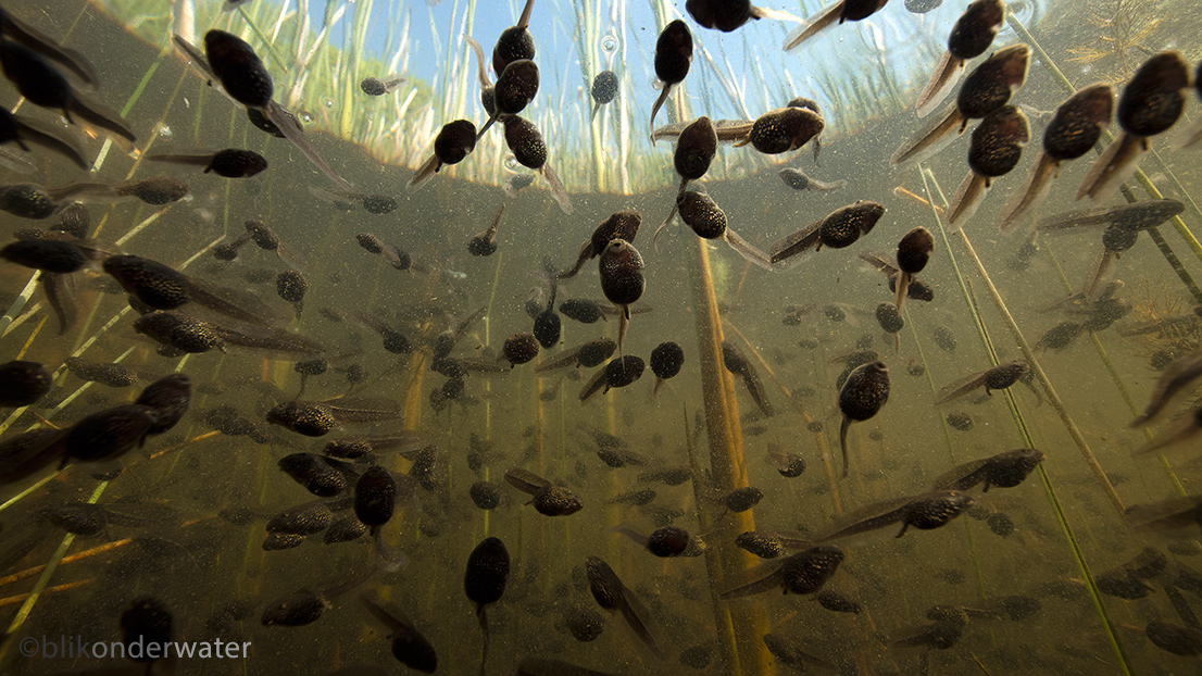 Rana temporaria (door blikonderwater)