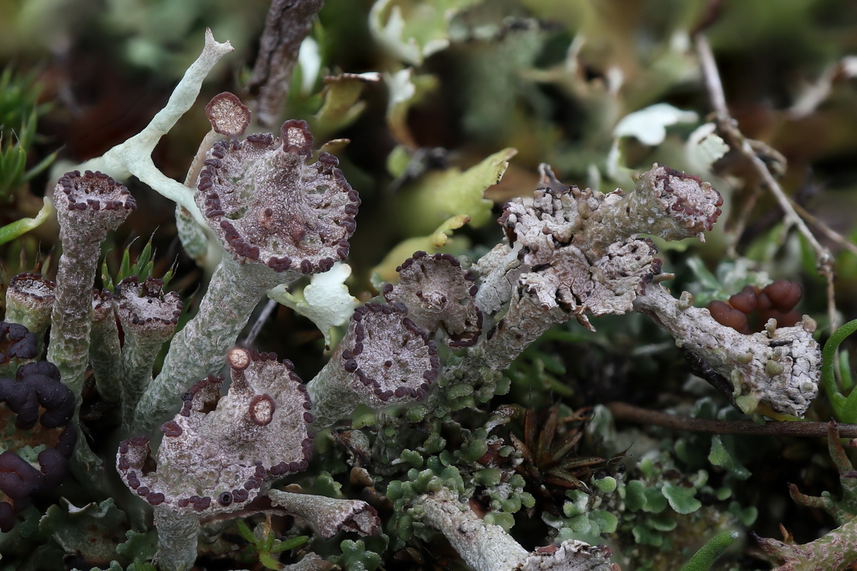 Cladonia verticillata (door Hans Toetenel)