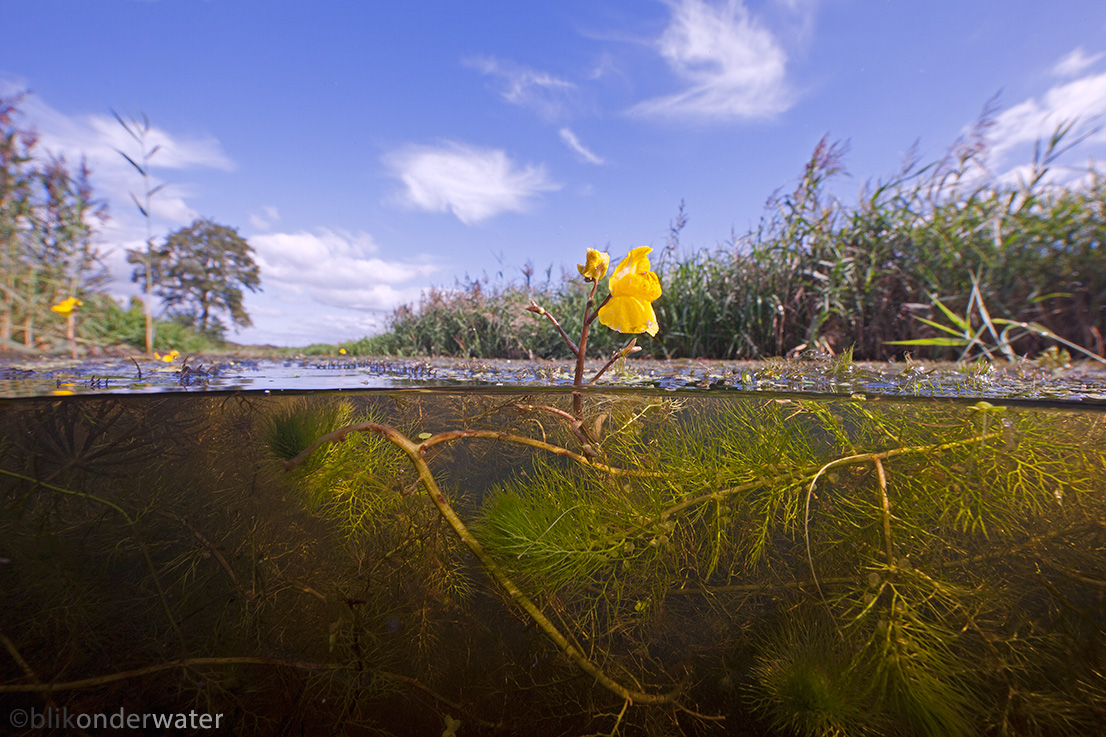 Utricularia vulgaris (door blikonderwater)