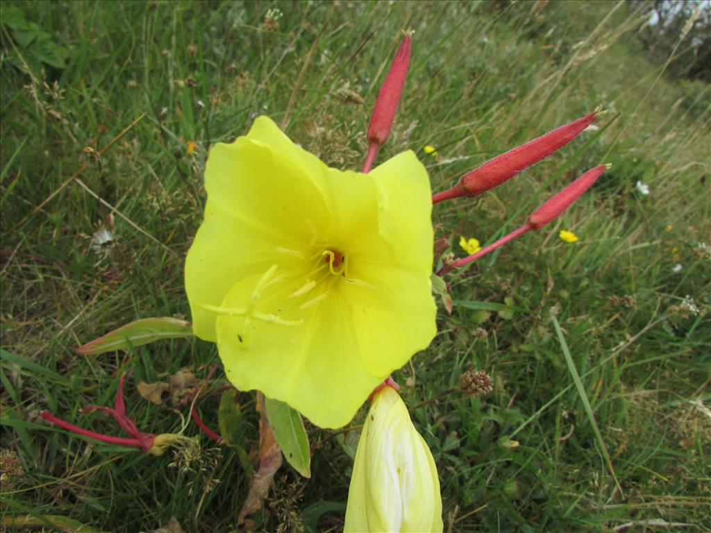 Oenothera rubricalyx (door ruud costers)