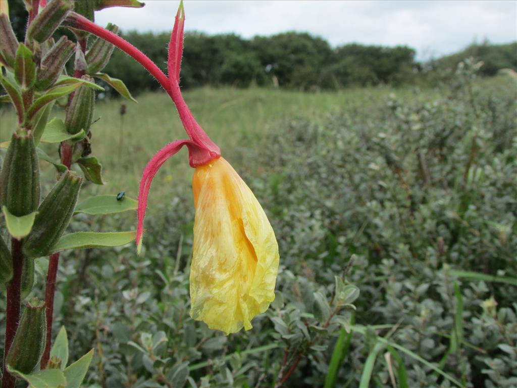 Oenothera rubricalyx (door ruud costers)