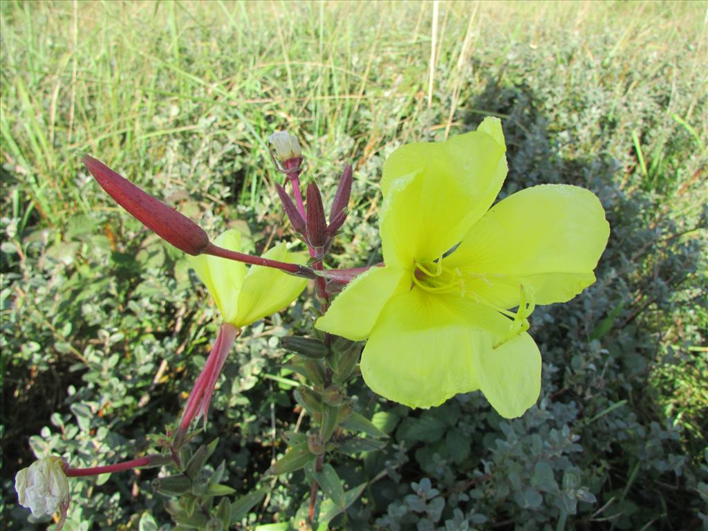 Oenothera rubricalyx (door ruud costers)