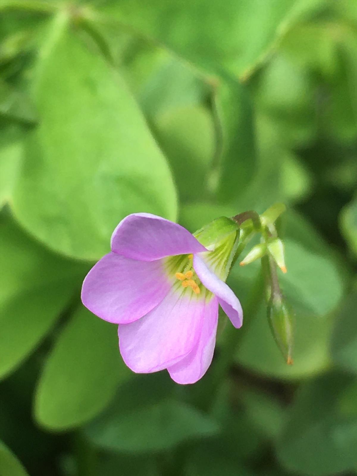 Oxalis latifolia (door Reinder de Boer)