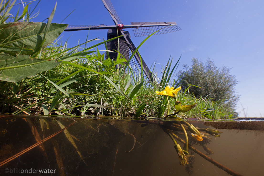 Nymphoides peltata (door blikonderwater)