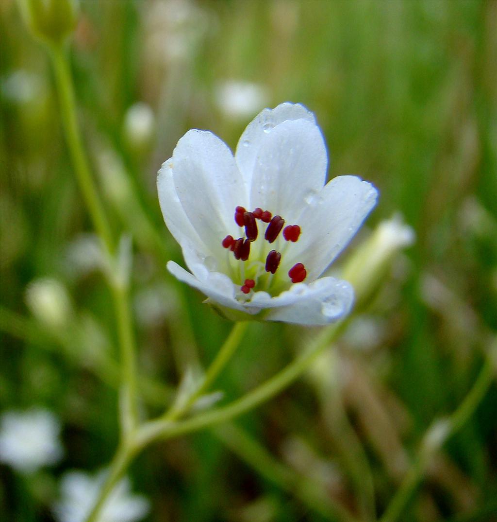 Stellaria palustris (door Joop Verburg)