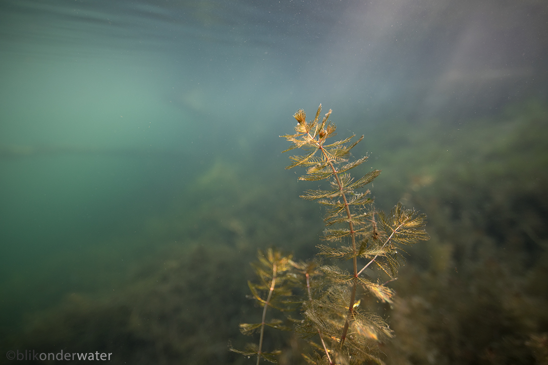 Myriophyllum spicatum (door blikonderwater)