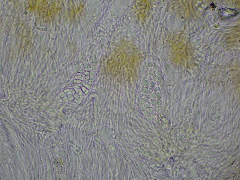 Enchylium tenax (door Lukas Verboom)