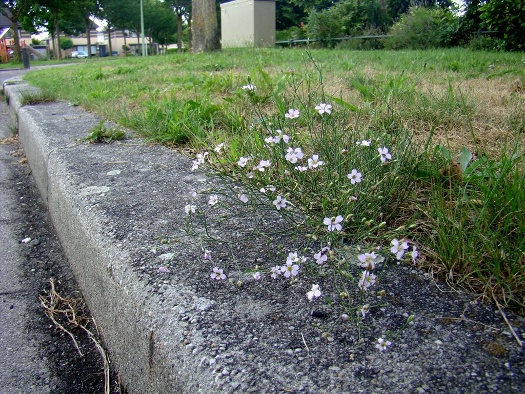 Gypsophila muralis (door Joop Verburg)