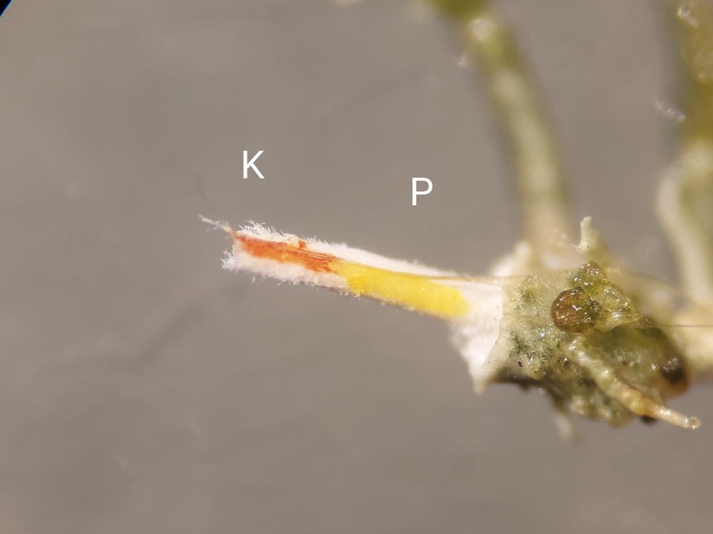 Usnea wasmuthii (door Lukas Verboom)