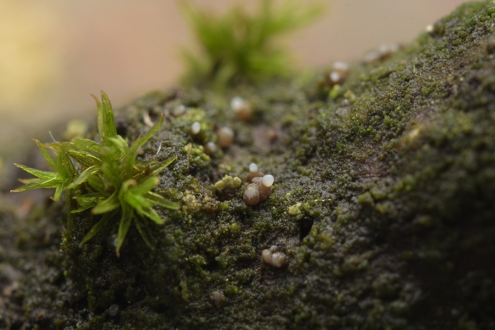 Encoelia fuckelii (door Laurens van der Linde)