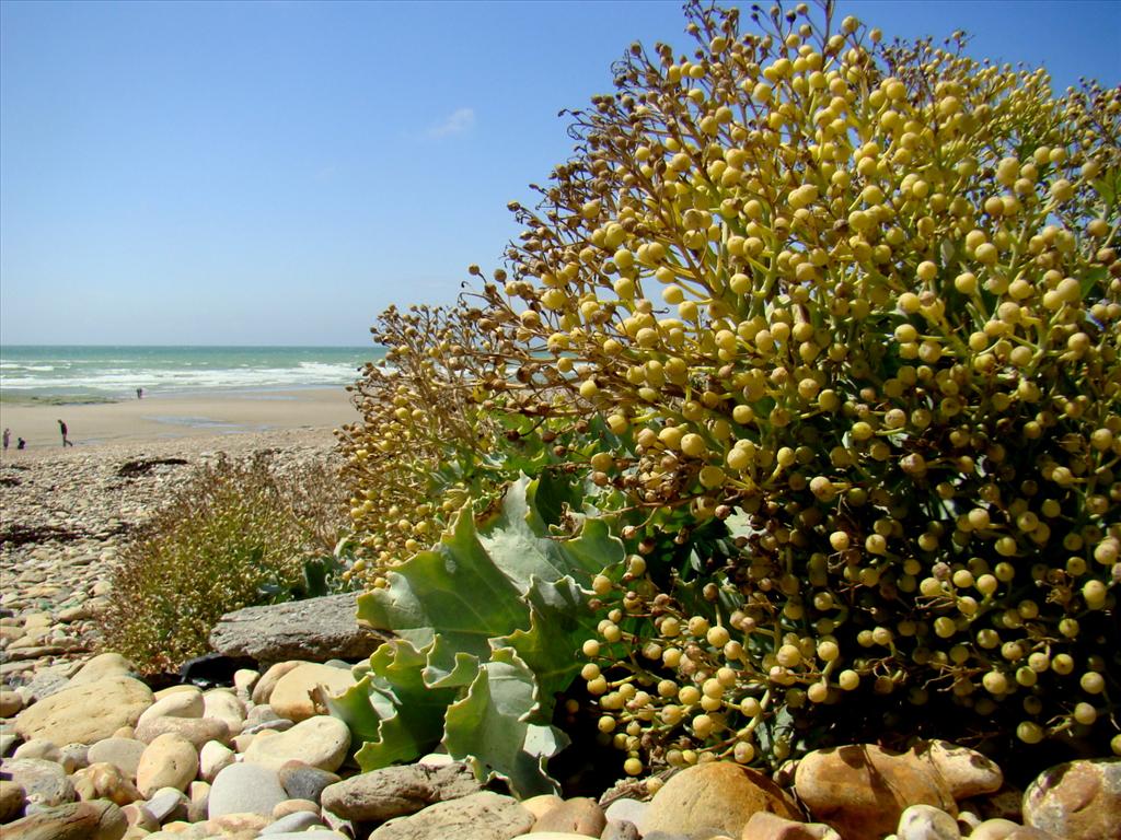 Crambe maritima (door Joop Verburg)