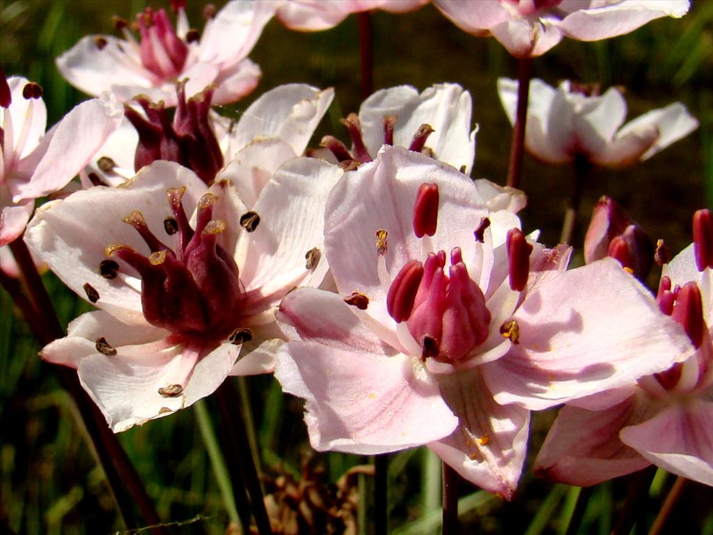 Butomus umbellatus (door Joop Verburg)