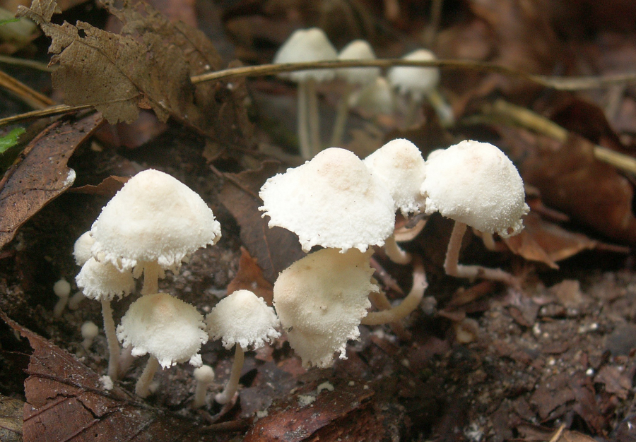 Cystolepiota seminuda (door Paul Coene)