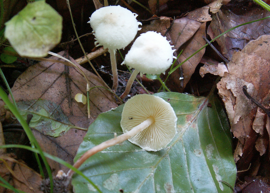 Cystolepiota seminuda (door Paul Coene)