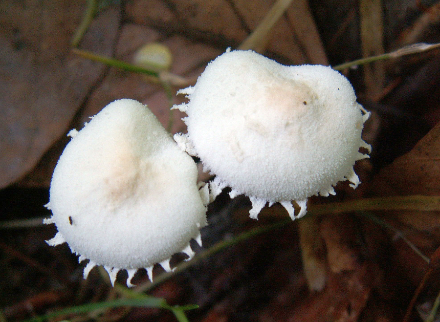 Cystolepiota seminuda (door Paul Coene)