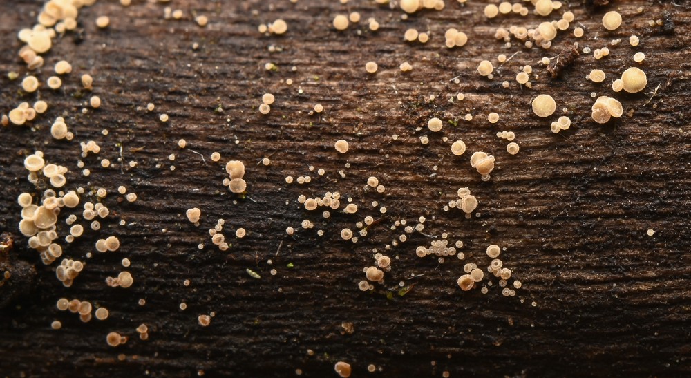 Unguiculella eurotioides (door Laurens van der Linde)