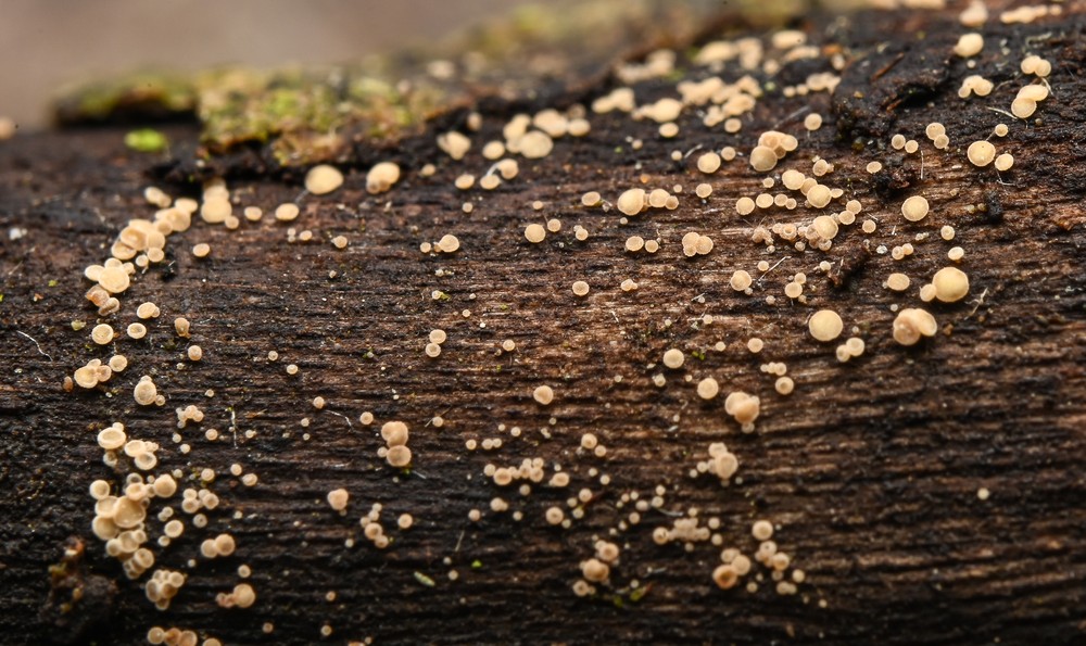 Unguiculella eurotioides (door Laurens van der Linde)