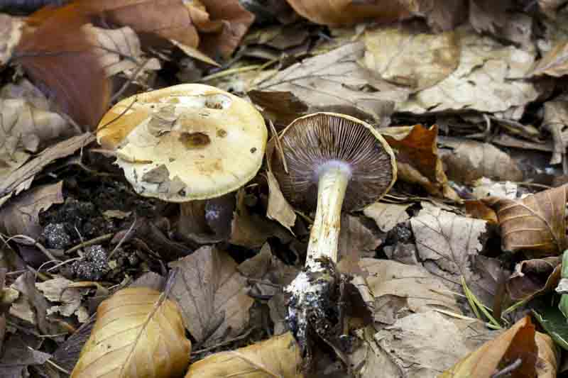 Cortinarius platypus (door Martin Gotink)