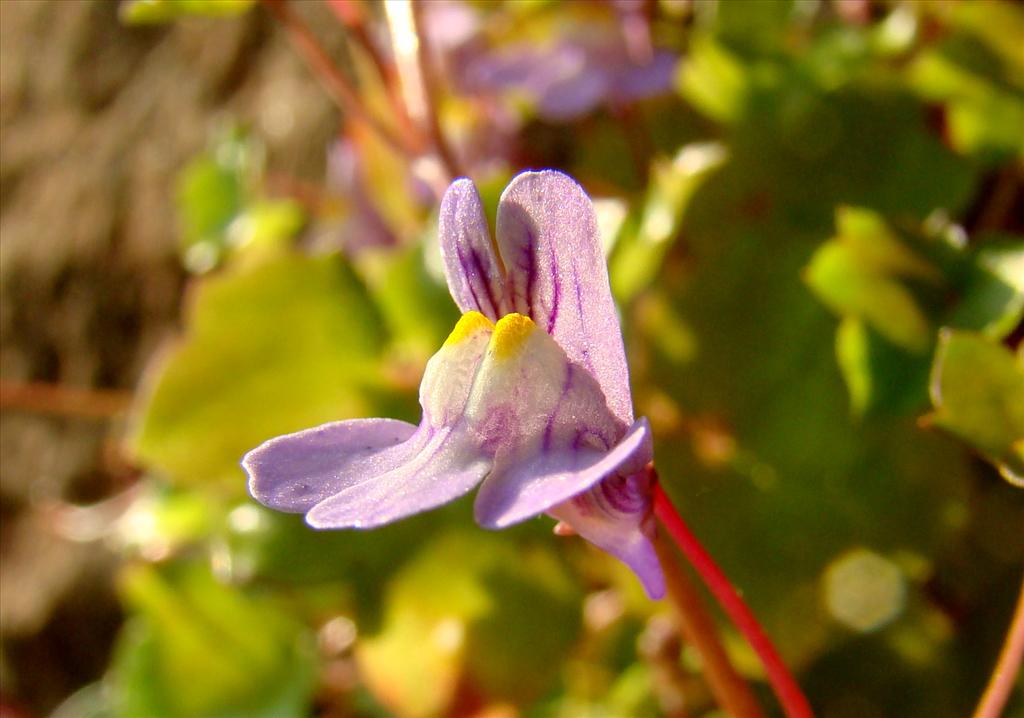 Cymbalaria muralis (door Joop Verburg)