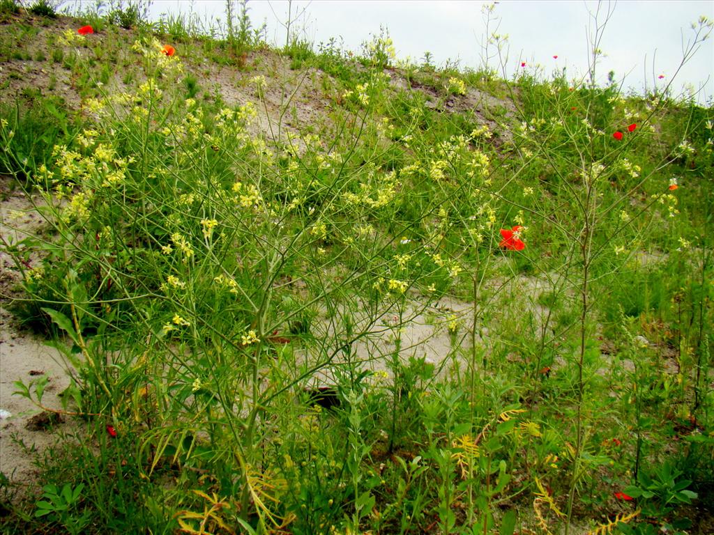 Sisymbrium altissimum (door Joop Verburg)