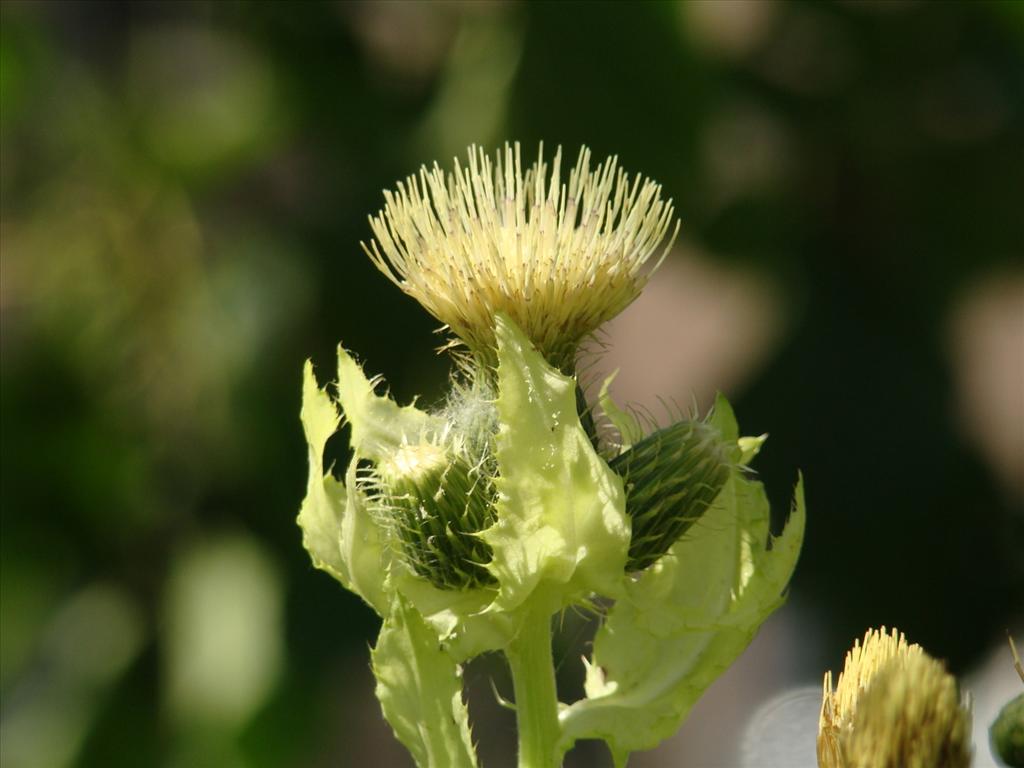 Cirsium oleraceum (door Joop Verburg)