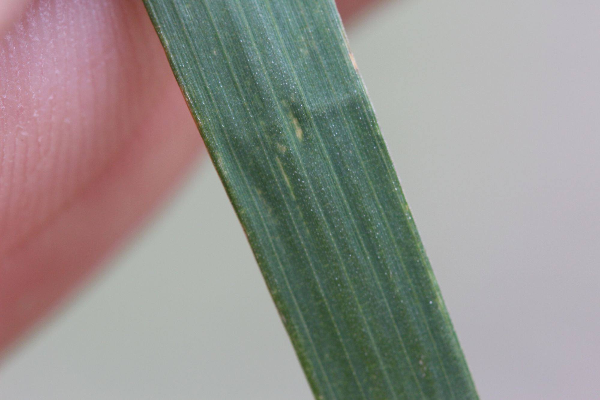 Muhlenbergia mexicana (door Niels Eimers)